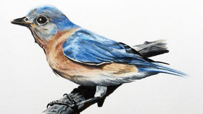 Artistic Blog - learn how to draw with colored pencils: How to draw a bird  with colored pencils - robin step by step tutorial