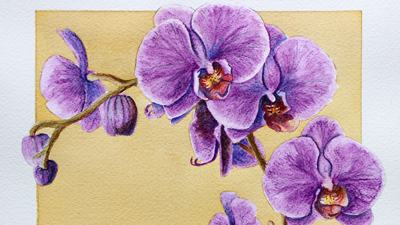 Watercolor pencils Orchid Lesson Part 1