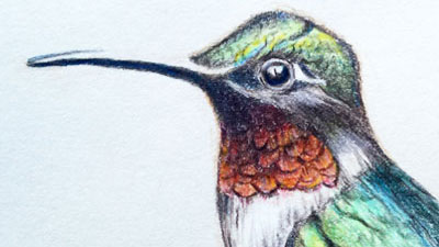 Featured image of post Colored Pencil Drawings Animals / Check out our colored pencil drawings selection for the very best in unique or custom, handmade pieces from our colored pencil shops.