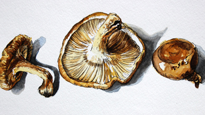 How to combine pen and ink and watercolor - mushrooms